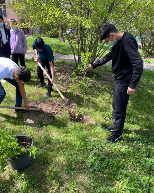 «Мектеп ауласын көгалдандырайық» ұранымен  кезекші сынып оқушыларымен көгалдандыру жұмыстары жүргізілді.+